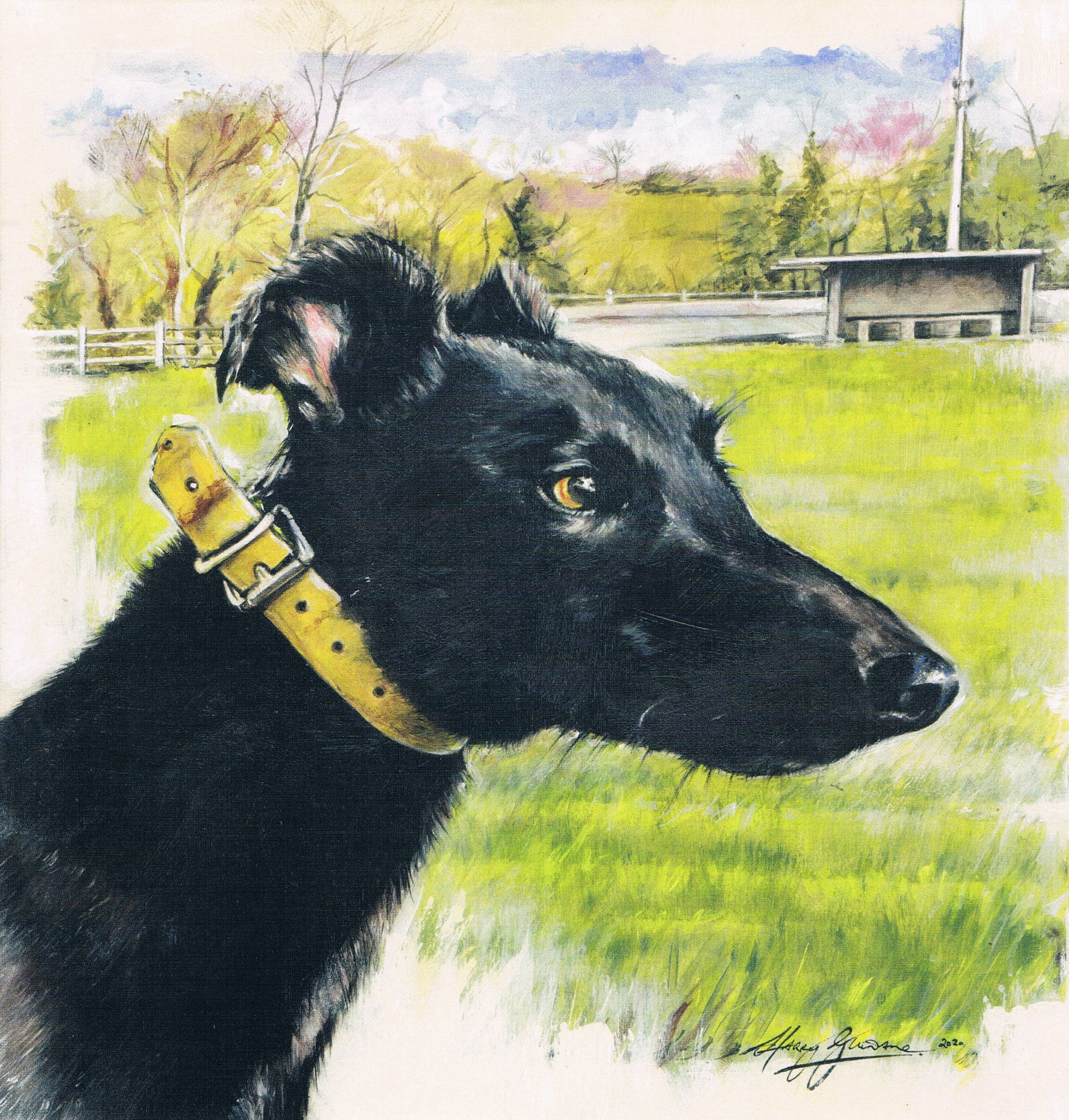 Dog Johny Morony