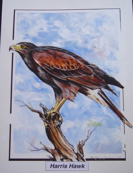 harris hawk