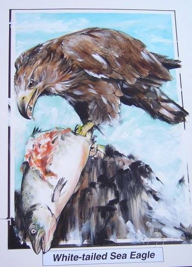 white tailed sea eagle